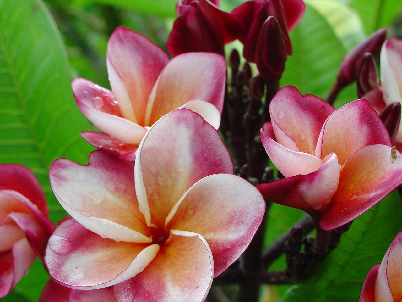 Plumeria＊ 】fracoraHITOKAN Extract 2本 Plumeria
